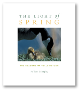 Light of Spring_cover