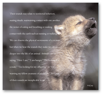 Yellowstone Soundscapes_panel with wolf pup