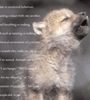 Yellowstone Soundscapes_Wolf pup panel_tn
