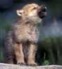Wolf pup howling, ©Tom Murphy